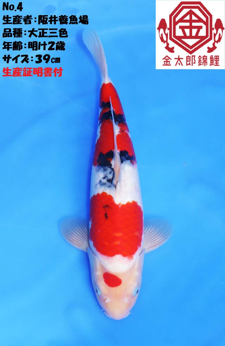 ◆革命鯉◆ №４【良い鯉が欲しければ金太郎にお任せ！！】 シーズン突入SP　生産証明書付