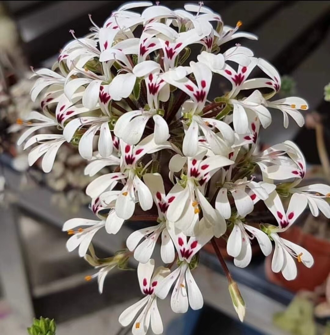 1335 珍奇植物 茎文森洋葵 Pelargonium vinaceum 特選6株 