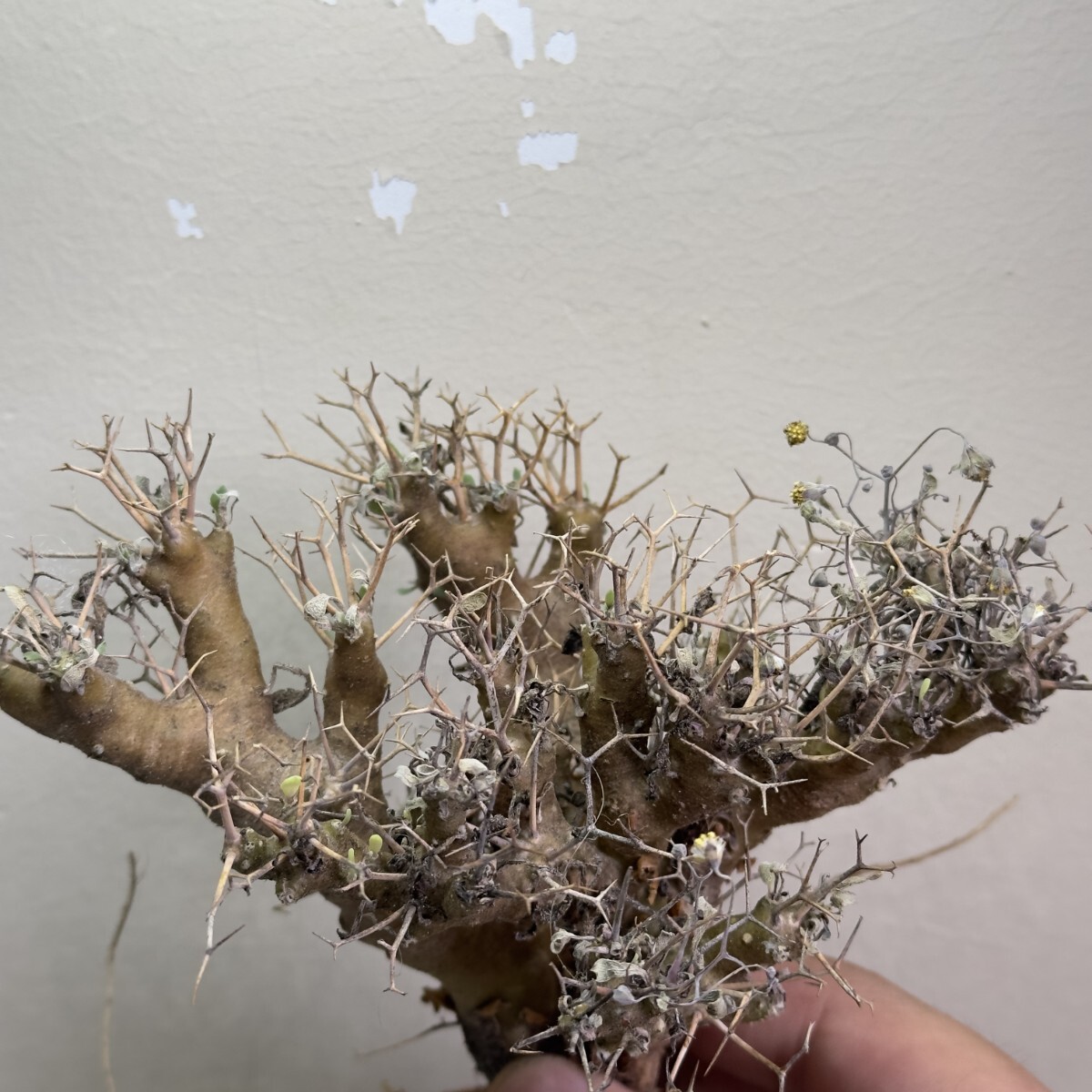 1310 塊根植物 多肉植物 オトンナ　ユーフォビオイディス 黒鬼城 特選 2株