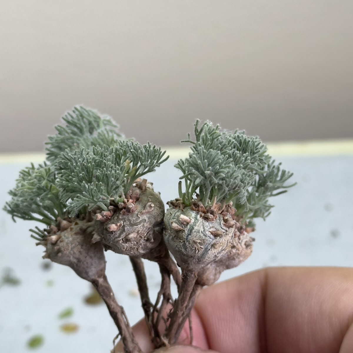 【蒼竜園】1315 多肉植物サルコカウロン　ペニクリナム実生株 5株