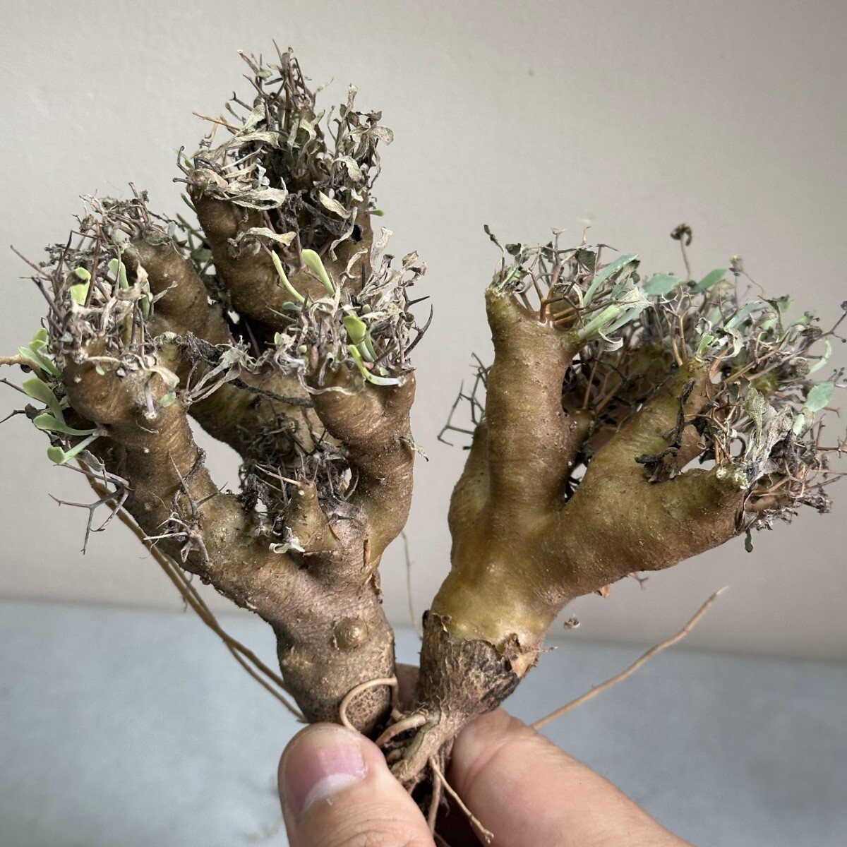 1412 塊根植物 多肉植物 オトンナ　ユーフォビオイディス 黒鬼城 特選 2大株