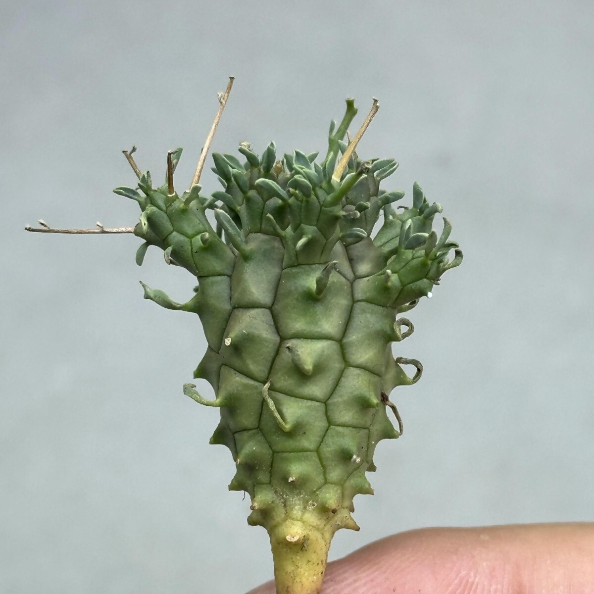 1454 塊根植物 ユーフォルビア デセプタ 実生Euphorbia decepta 精選株
