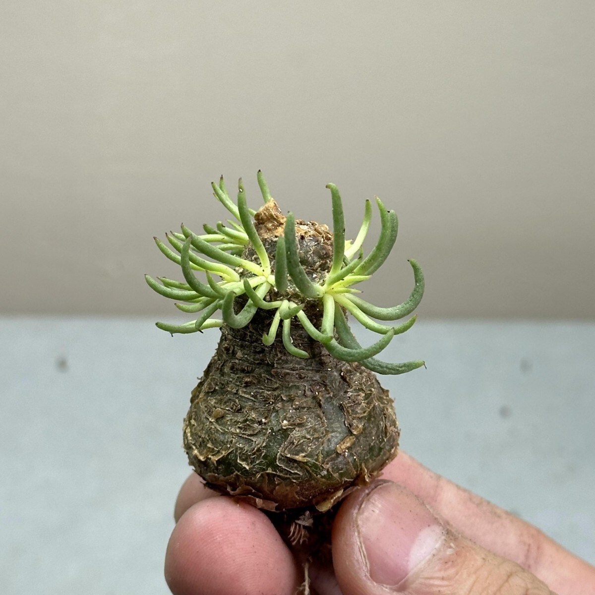 1462 特選 塊根植物 チレコドン ペアルソニー ベアルート株 発根済み 冬型コーデックス 精選株