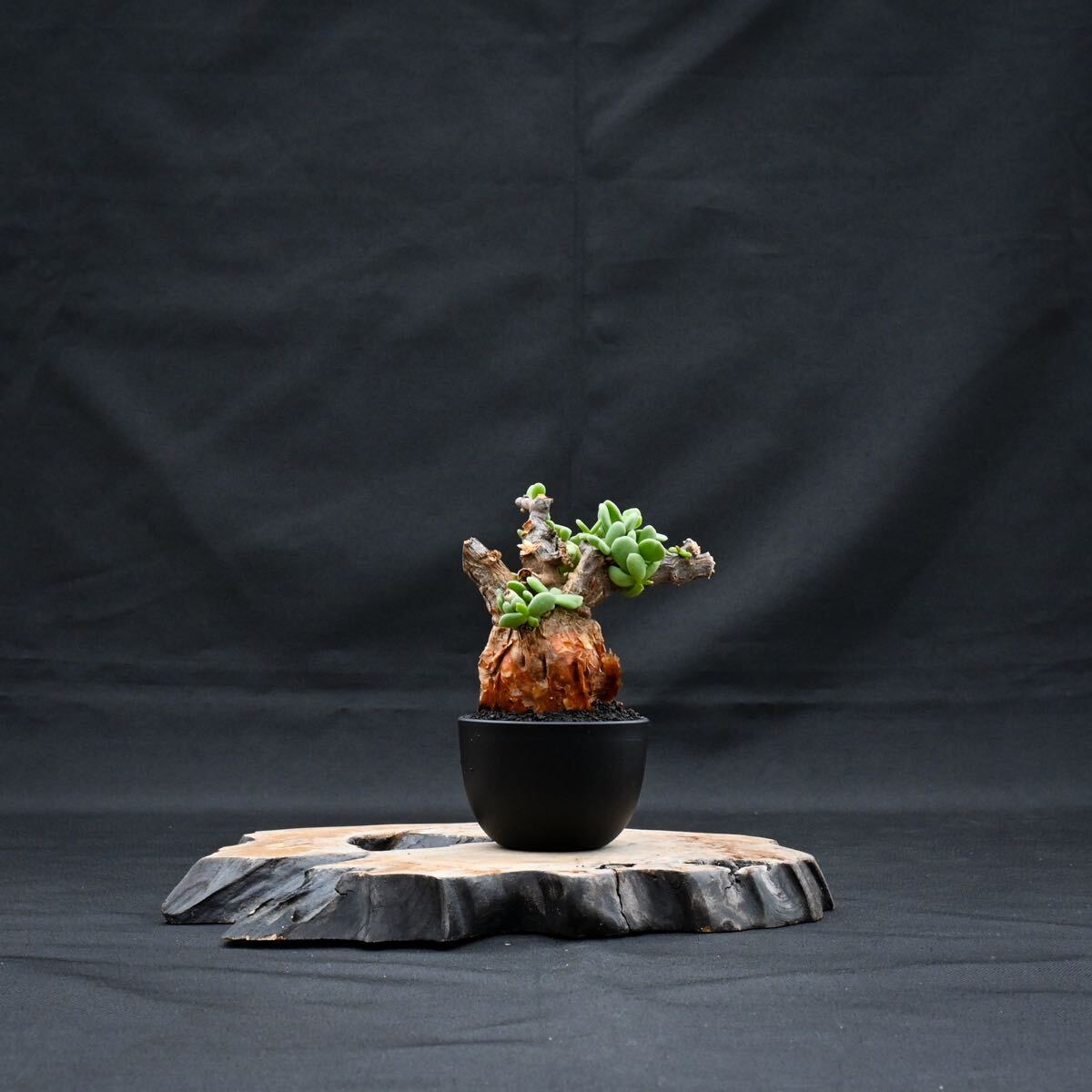 GM11 Ceraria pygmaea / ケラリア ピグマエア 【発根済】 [雌雄未判別] / 冬型 塊根植物