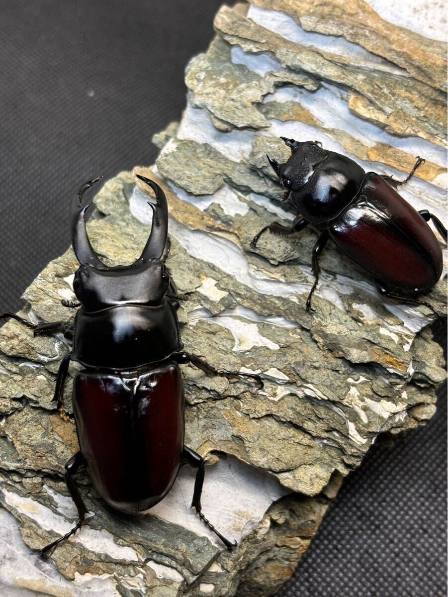 進化した!プレミアム3次発酵カブトムシマット☆微粒子・特殊 進化した!プレミアム3次発酵カブトムシマット☆微粒子・特殊