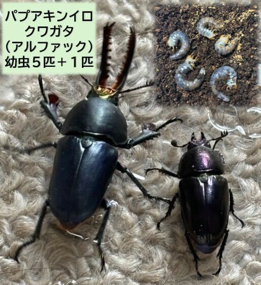 アルファック産　パプアキンイロクワガタ　幼虫5匹＋予備1匹