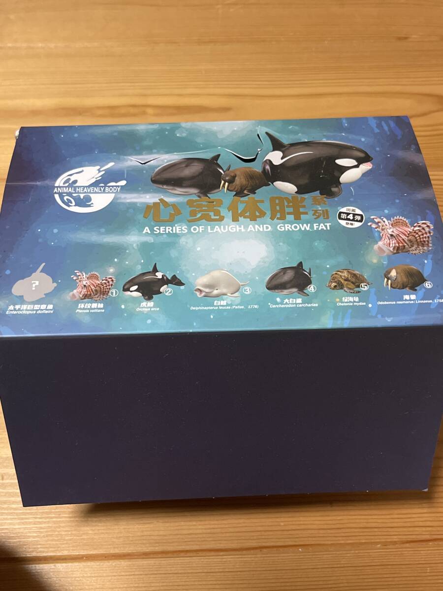 動物の惑星 ノーマル6種セット 新品未開封BOX入り アオウミガメ 動物の惑星 ノーマル6種セット 新品未開封BOX入り アオウミガメ
