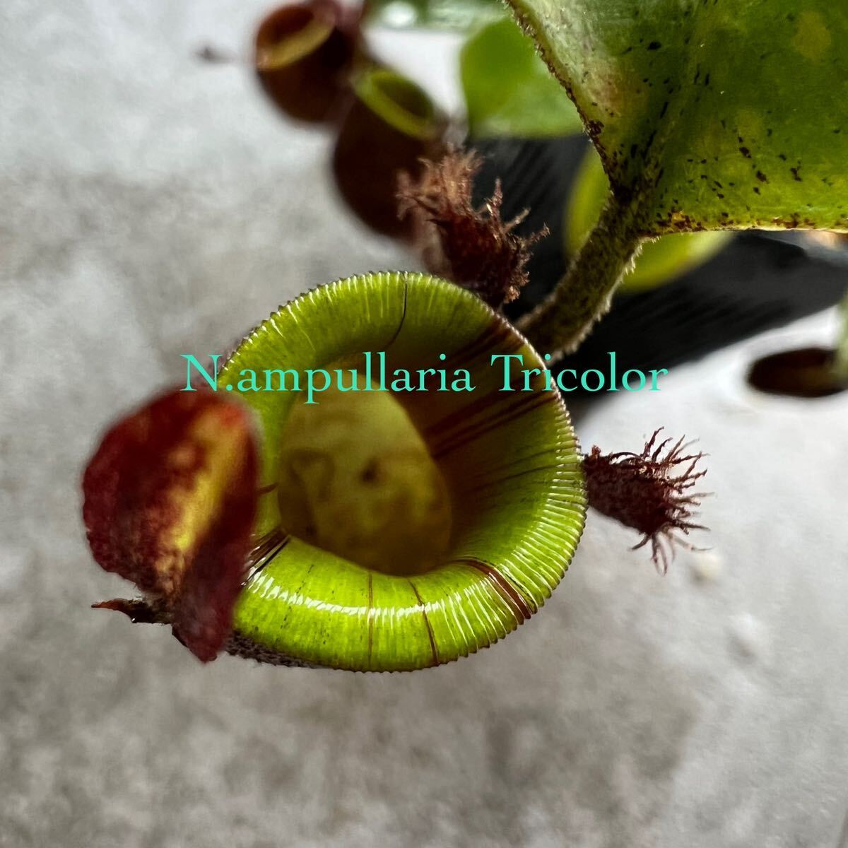 Nepenthes ampullaria tricolor ウツボカズラ 食虫植物 ネペンテス 2