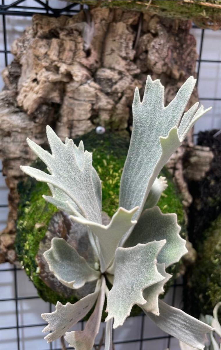 Yahoo!オークション - P. Willinckii Spur ( dwarf nook spore Yahoo!オークション - P. Willinckii Spur ( dwarf nook spore