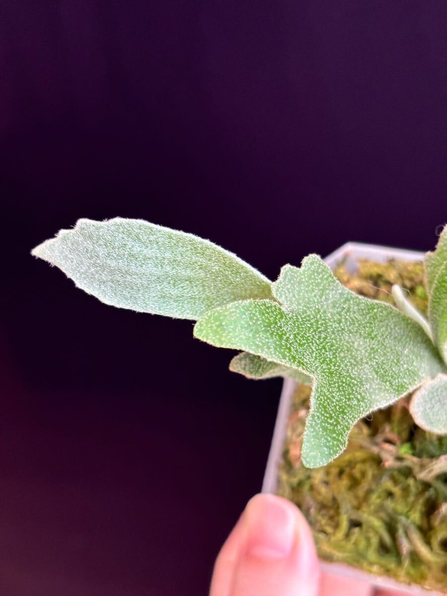 Yahoo!オークション - P. Willinckii Spur ( dwarf nook spore