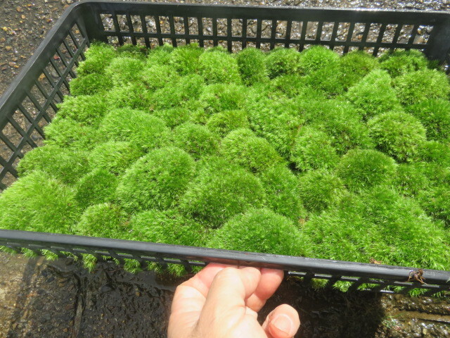 山野草　②　苔　　アラハシラガゴケ