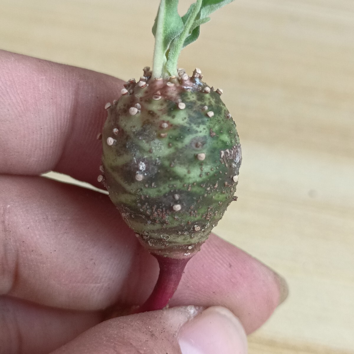 Bibian 比比昂 - F572 ユーフォルビア ハドラマウチカ euphorbia Bibian 比比昂 - F572 ユーフォルビア ハドラマウチカ euphorbia