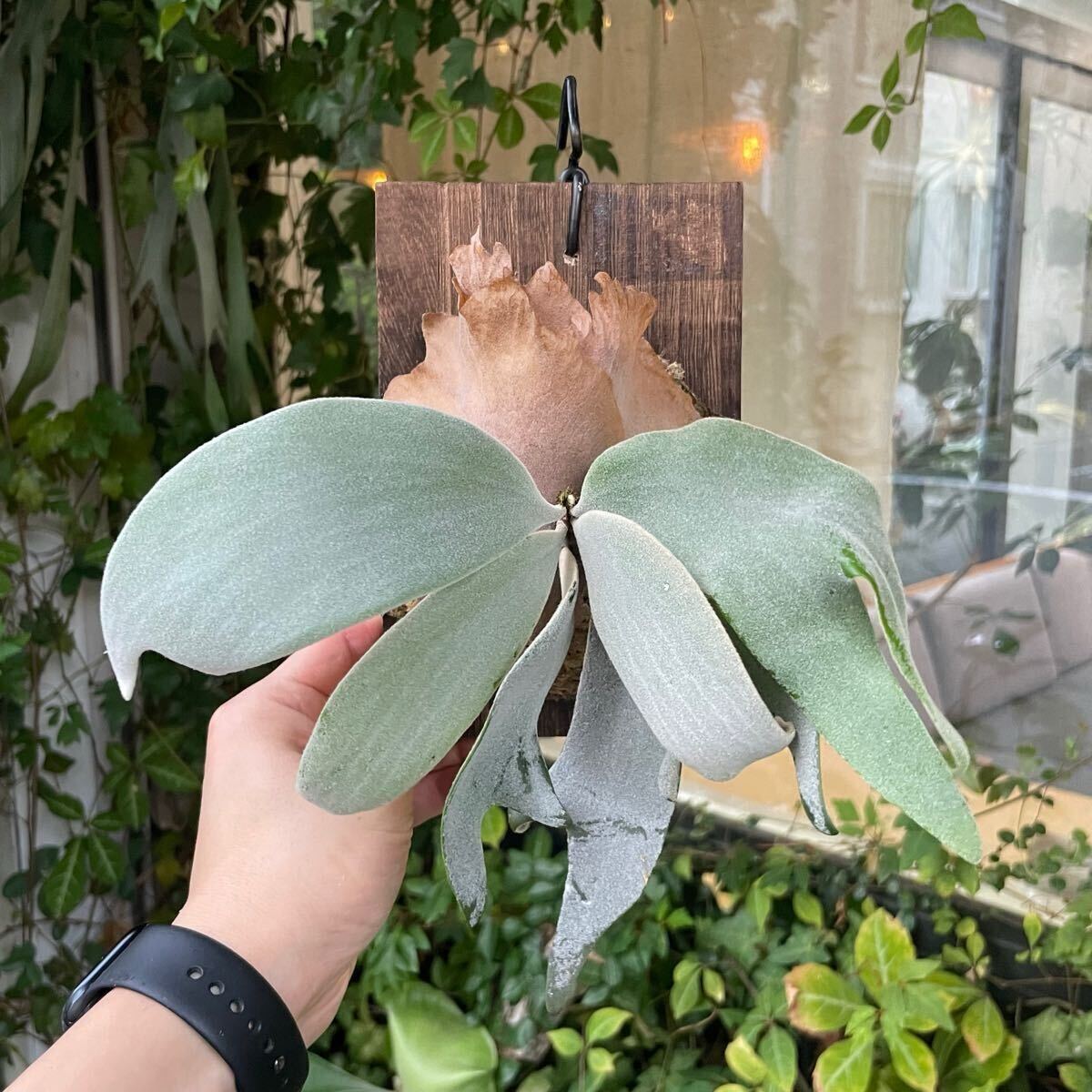 SHIKI P.willinckii Copper will spore(ビカクシダ、コウモリ SHIKI P.willinckii Copper will spore(ビカクシダ、コウモリ