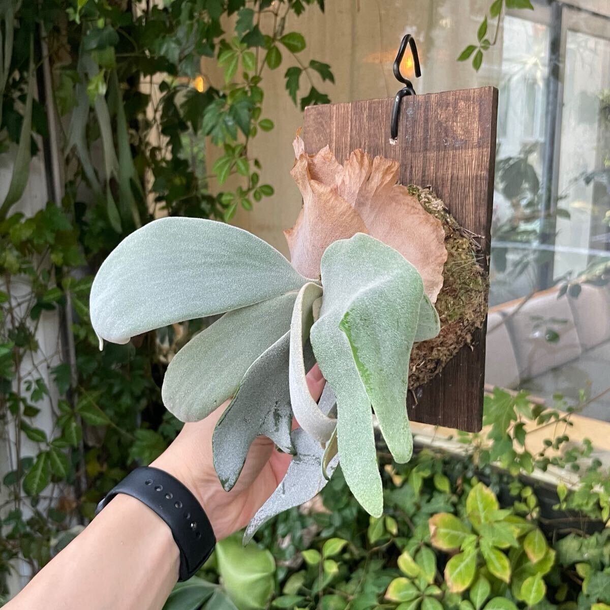 SHIKI P.willinckii Copper will spore(ビカクシダ、コウモリ SHIKI P.willinckii Copper will spore(ビカクシダ、コウモリ