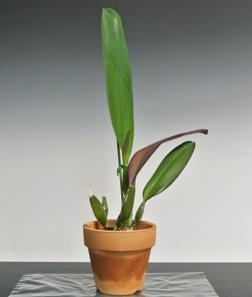 Bibian 比比昂- 洋蘭カトレア原種C.schroederae fma.rubra
