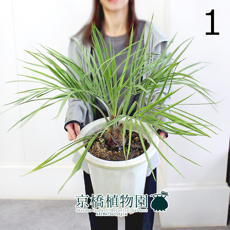 【現(xiàn)品】ココスヤシ 10號(hào) 白鉢（1）Butia yatay