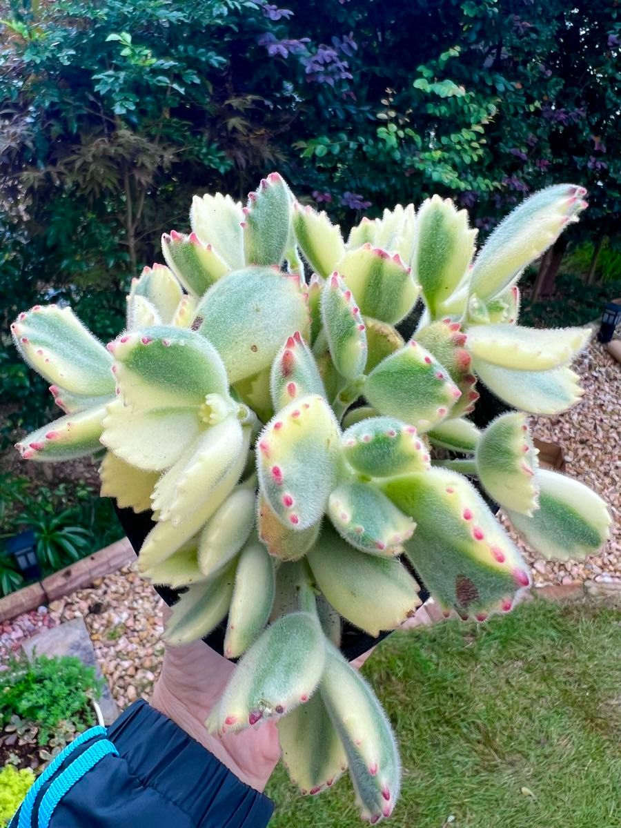 多肉植物 熊童子錦{白班}抜き苗 (ゆうパケットプラスでお届け 多肉植物 熊童子錦{白班}抜き苗 (ゆうパケットプラスでお届け