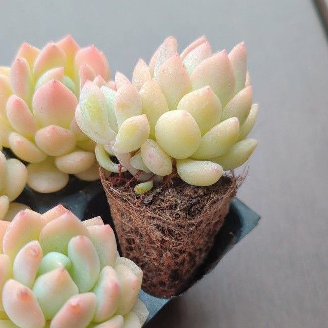 多肉植物 スモールピーチ 4苗 抜き苗|Yahoo!フリマ(旧PayPay 多肉植物 スモールピーチ 4苗 抜き苗|Yahoo!フリマ(旧PayPay