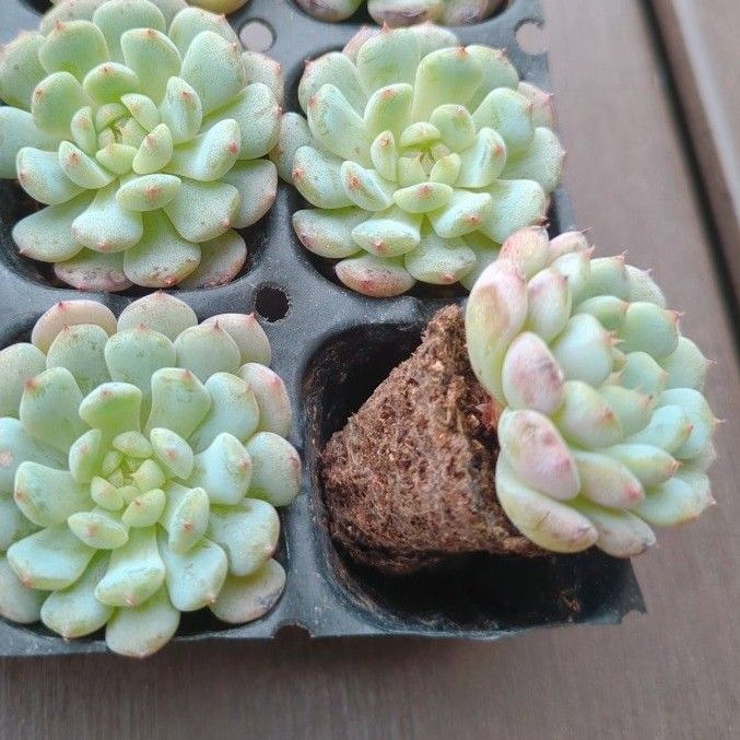 多肉植物 ホワイトファット 9苗 抜き苗|Yahoo!フリマ(旧 多肉植物 ホワイトファット 9苗 抜き苗|Yahoo!フリマ(旧