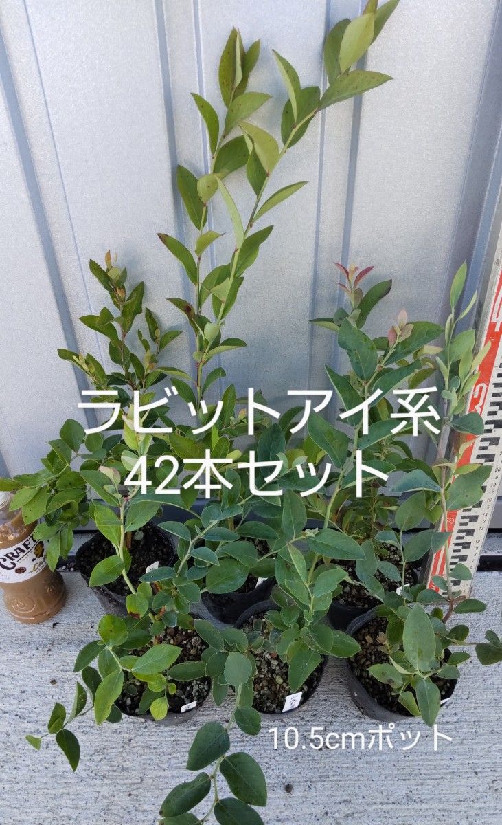 ブルーベリー苗 42本セット(6品種×7本)|果樹 ブルーベリー苗 42本セット(6品種×7本)|果樹