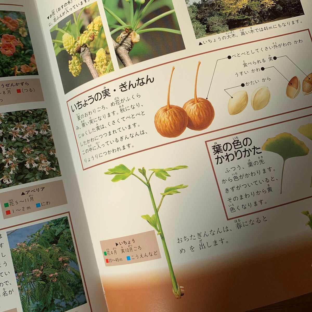Paypayフリマ ふしぎがわかるしぜん図鑑 しょくぶつ とり 2冊セット Paypayフリマ ふしぎがわかるしぜん図鑑 しょくぶつ とり 2冊セット