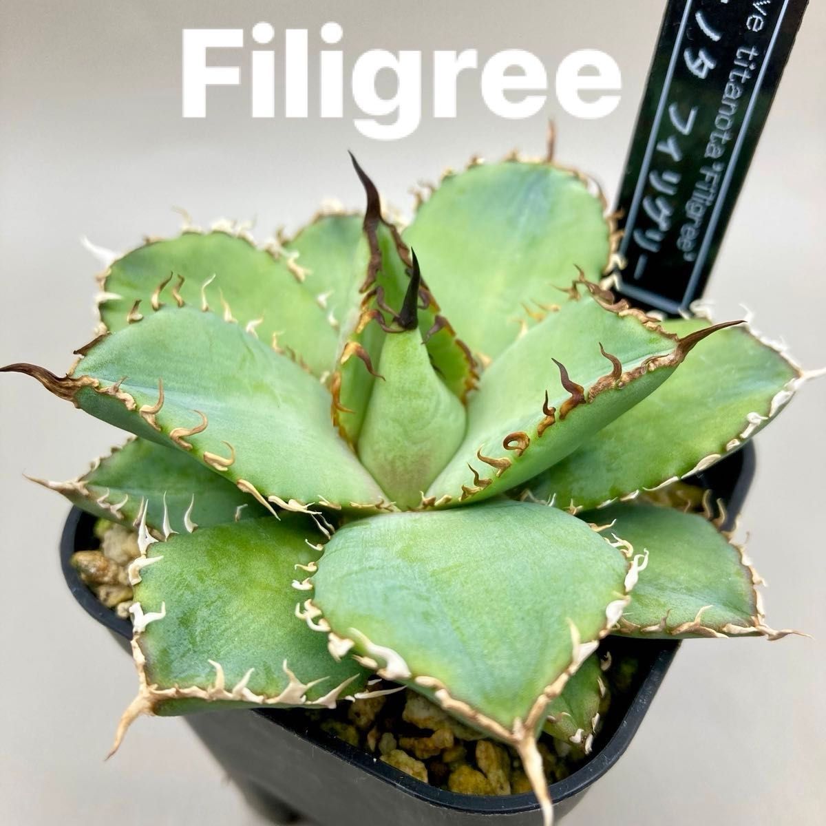 Agave titanota 'Filigree' アガベ チタノタ フィリグリー 001 Agave titanota 'Filigree' アガベ チタノタ フィリグリー 001