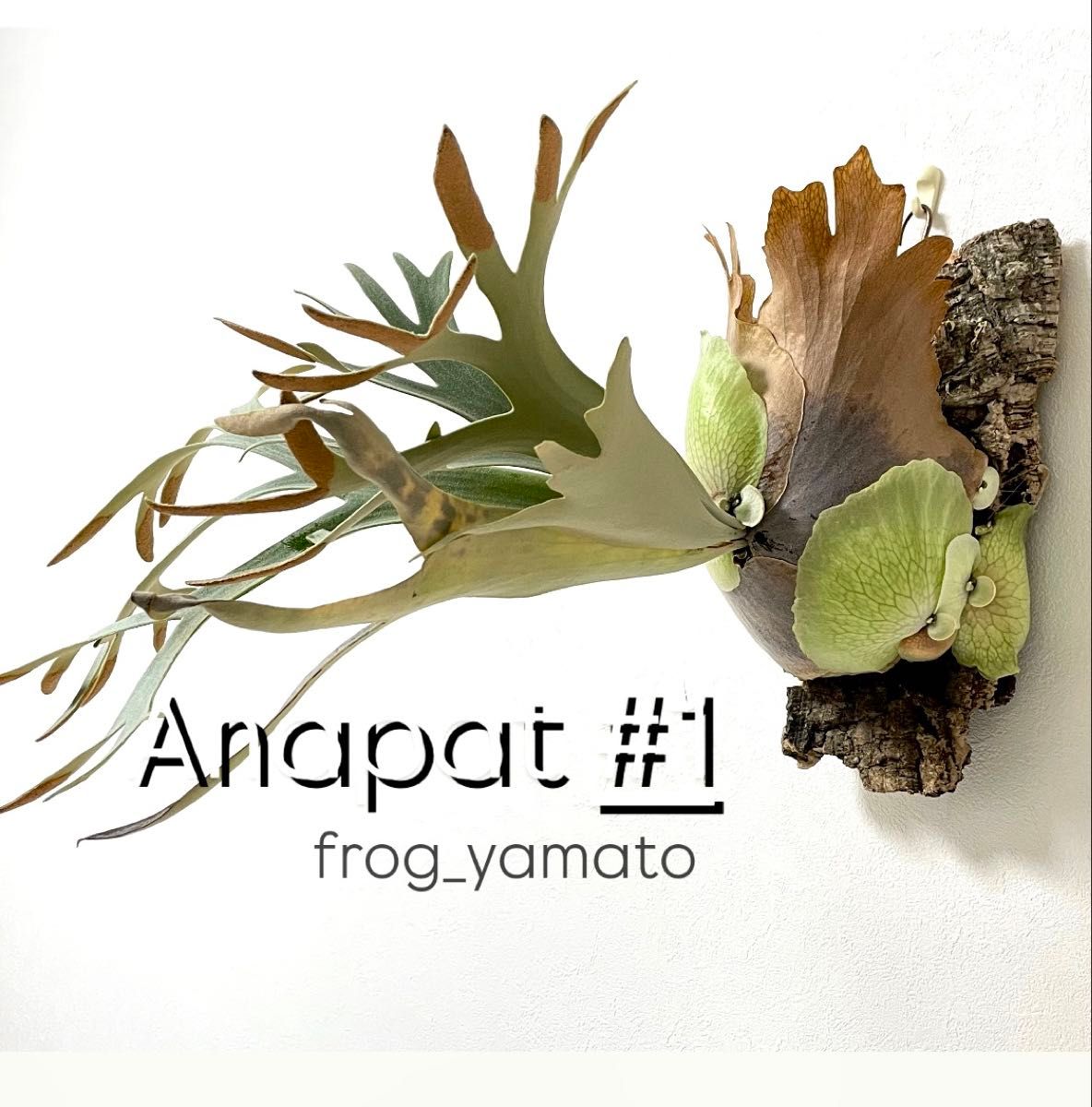 希少株 オリジナル anapat #1 アナパット ビカクシダ oc pup 希少株 オリジナル anapat #1 アナパット ビカクシダ oc pup