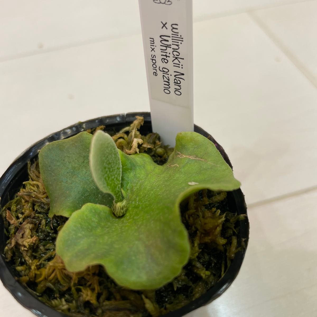 P.willinckii nano 胞子撒き spore スポア ウィリンキー P.willinckii nano 胞子撒き spore スポア ウィリンキー