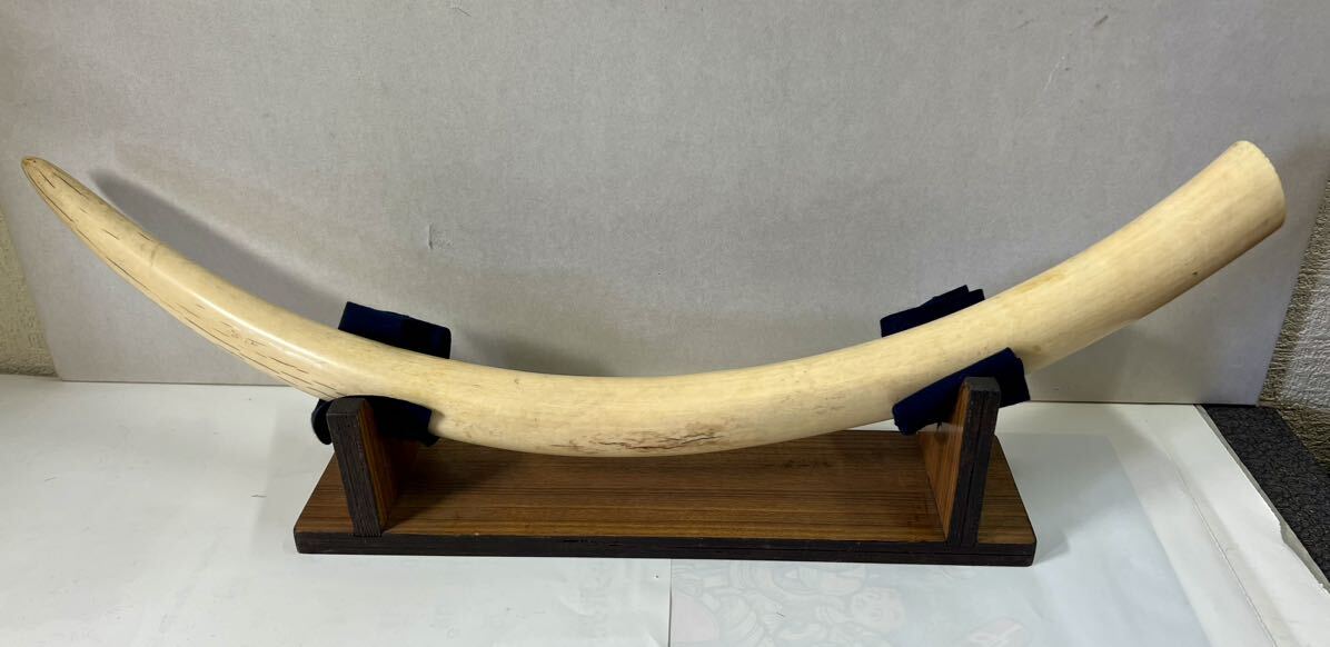 天然素材、マンモス牙加工品 Yahoo!オークション - 象牙風 牙 マンモス 天然素材 1本物 長さ