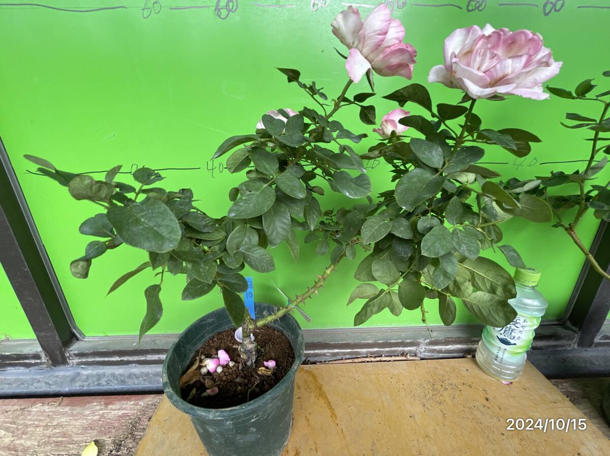 6301 border rose ( strawberry ice )* four season .. middle wheel * white ground . pink. . wheel *6 number connection tree large seedling 