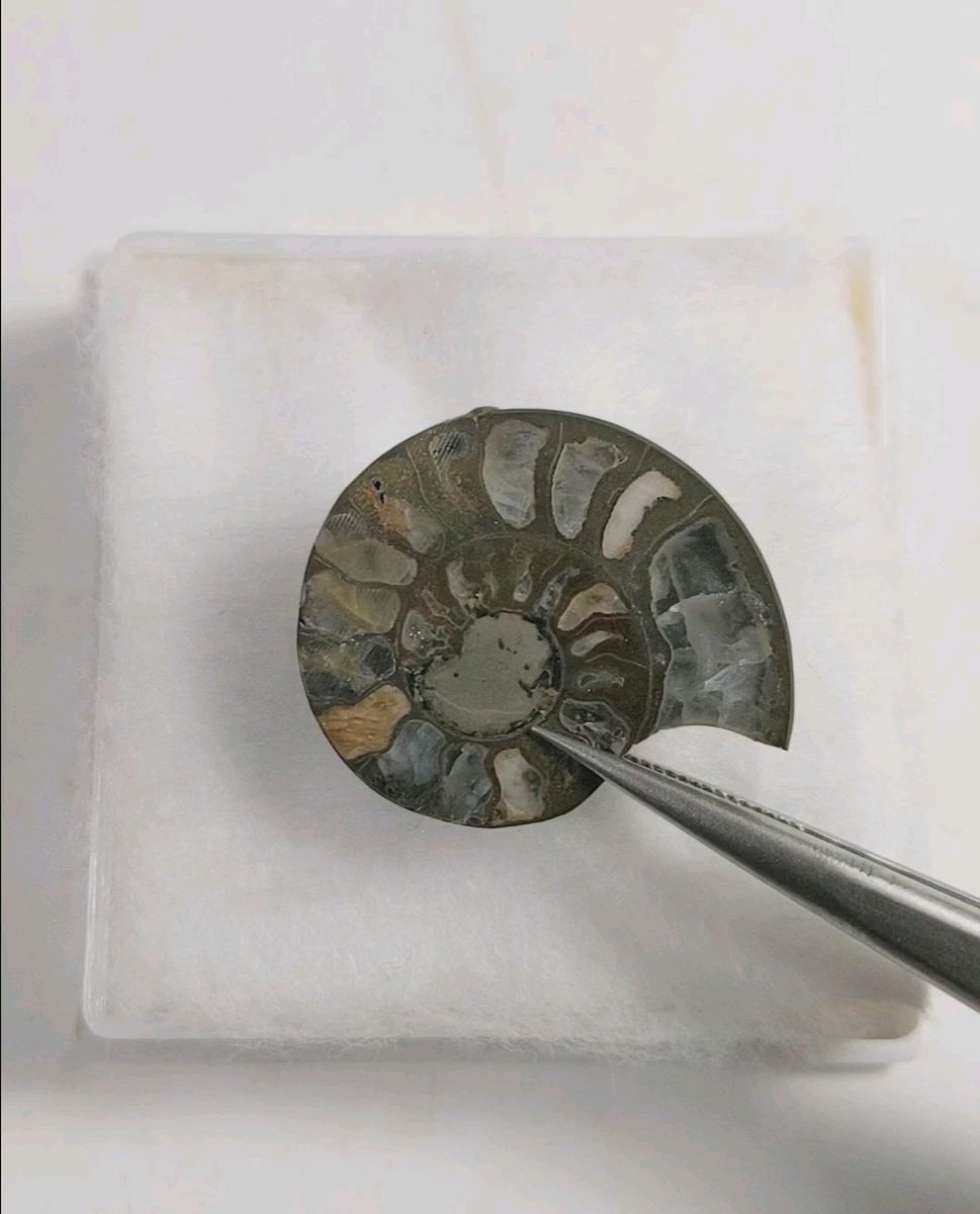 アンモナイトの化石 天然鉱物標本 プラケース入