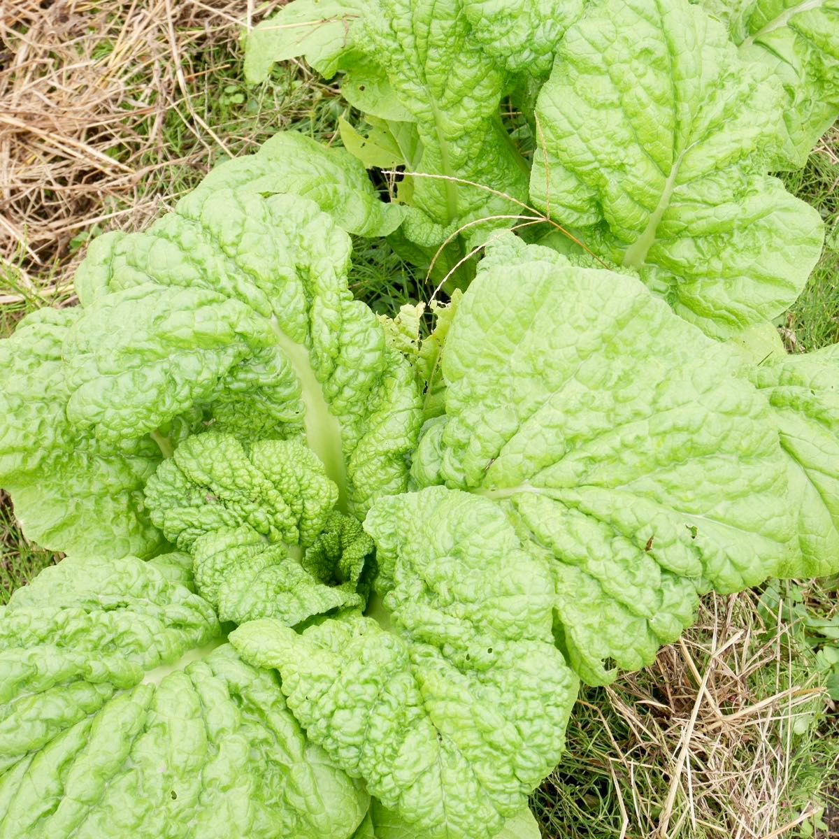 \\農家直送 子どもも喜ぶ美味しい野菜//野菜セット 野菜詰め合わせ 80サイズ《農薬不使用》