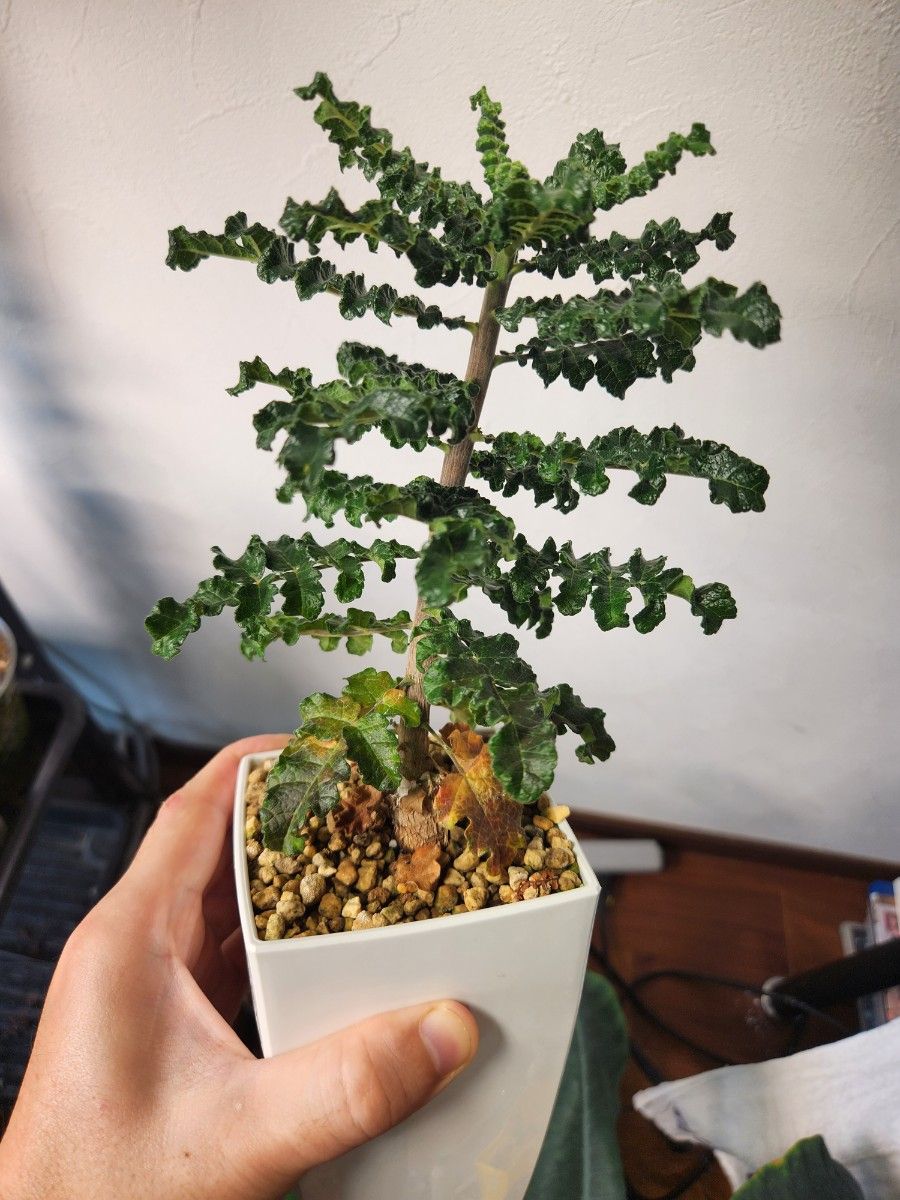 ボスウェリア　サクラ　多分岐 ボスウェリア サクラ 多分岐