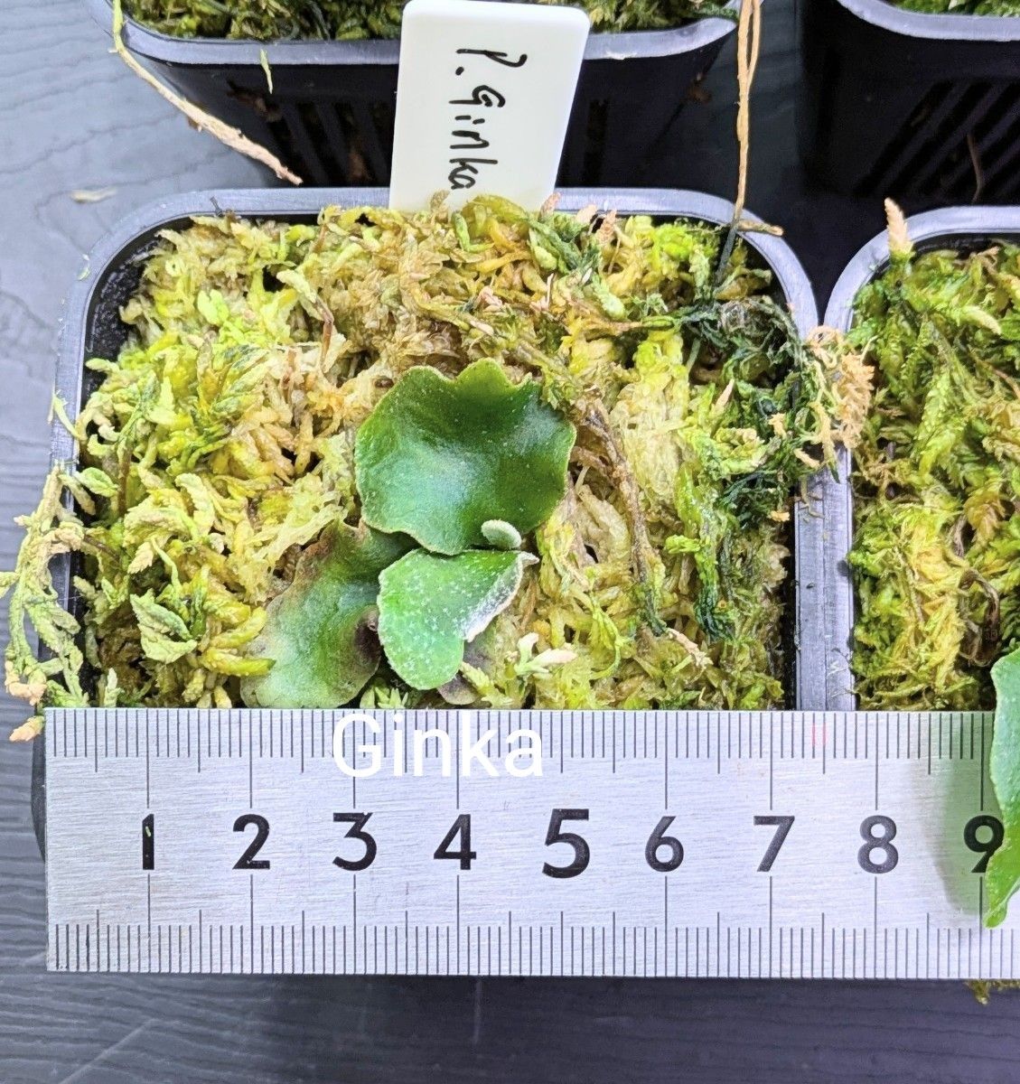 ビカクシダ 苗6種類セットB｜Yahoo!フリマ（旧PayPayフリマ）