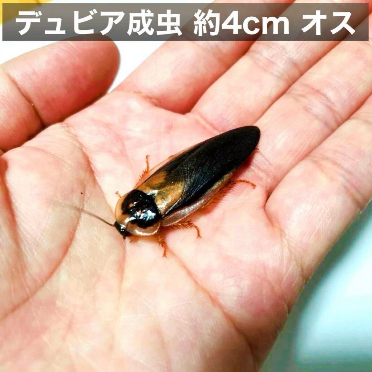 デュビア 成虫 ♀100♂5 餌用 繁殖用 |爬虫類、両生類用品 デュビア 成虫 ♀100♂5 餌用 繁殖用 |爬虫類、両生類用品