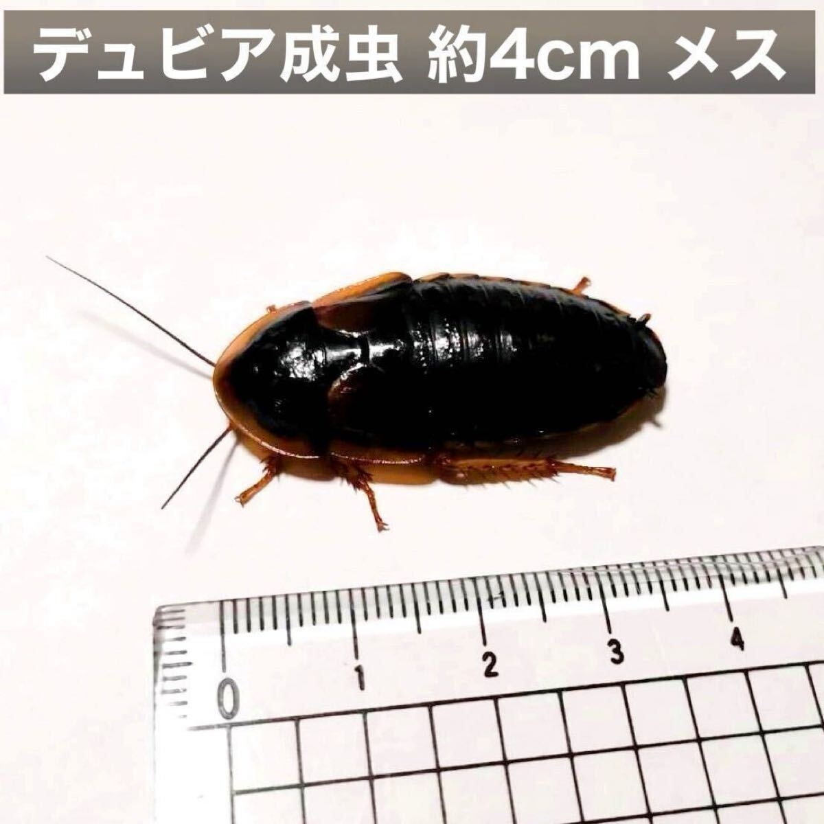 デュビア 成虫 ♀100♂5 餌用 繁殖用 |爬虫類、両生類用品 デュビア 成虫 ♀100♂5 餌用 繁殖用 |爬虫類、両生類用品