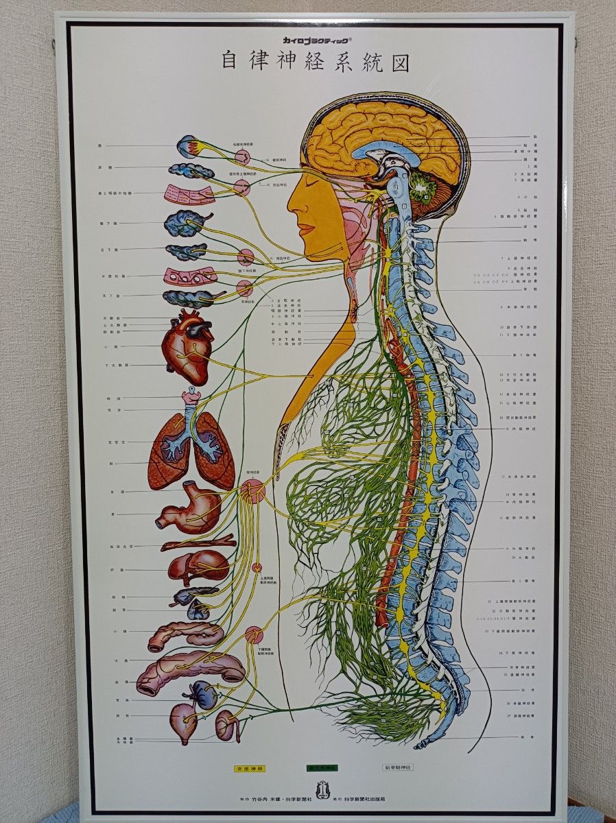 人体神経系統図パネル&自律神経系統図パネル セット 美品 送料 人体神経系統図パネル&自律神経系統図パネル セット 美品 送料