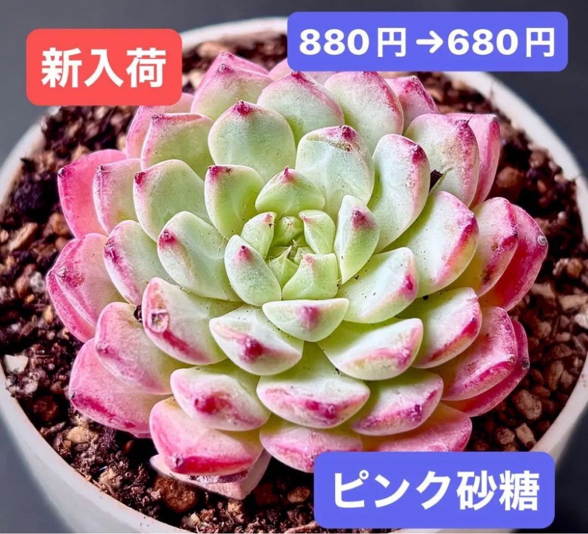 新入荷 韓国苗 ピンク砂糖 レア種 可愛い紅葉大苗 超美苗 多肉 新入荷 韓国苗 ピンク砂糖 レア種 可愛い紅葉大苗 超美苗 多肉