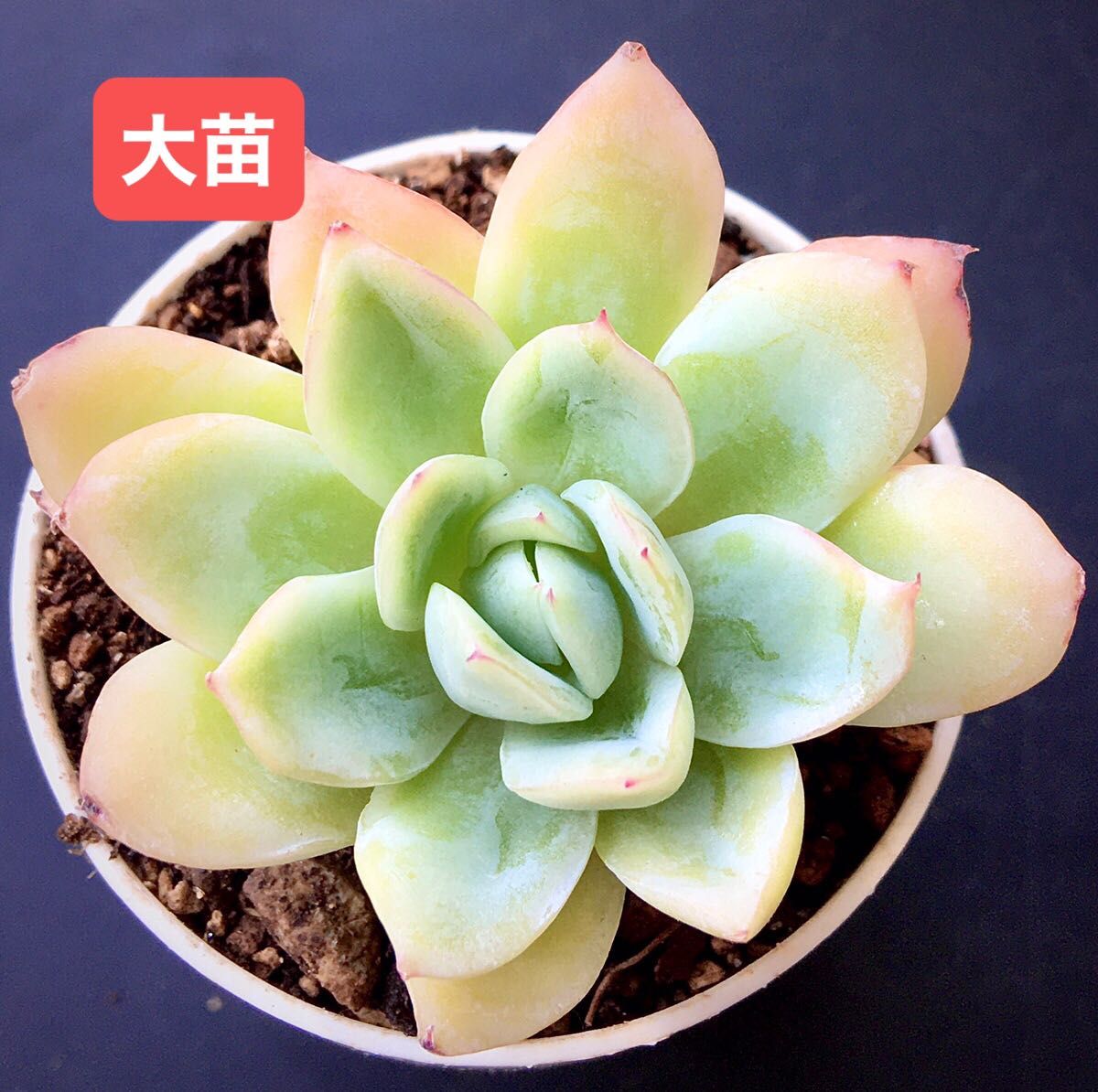 新入荷 韓国苗 アイスラブリーローズ レア種 可愛い紅葉大苗 超 新入荷 韓国苗 アイスラブリーローズ レア種 可愛い紅葉大苗 超