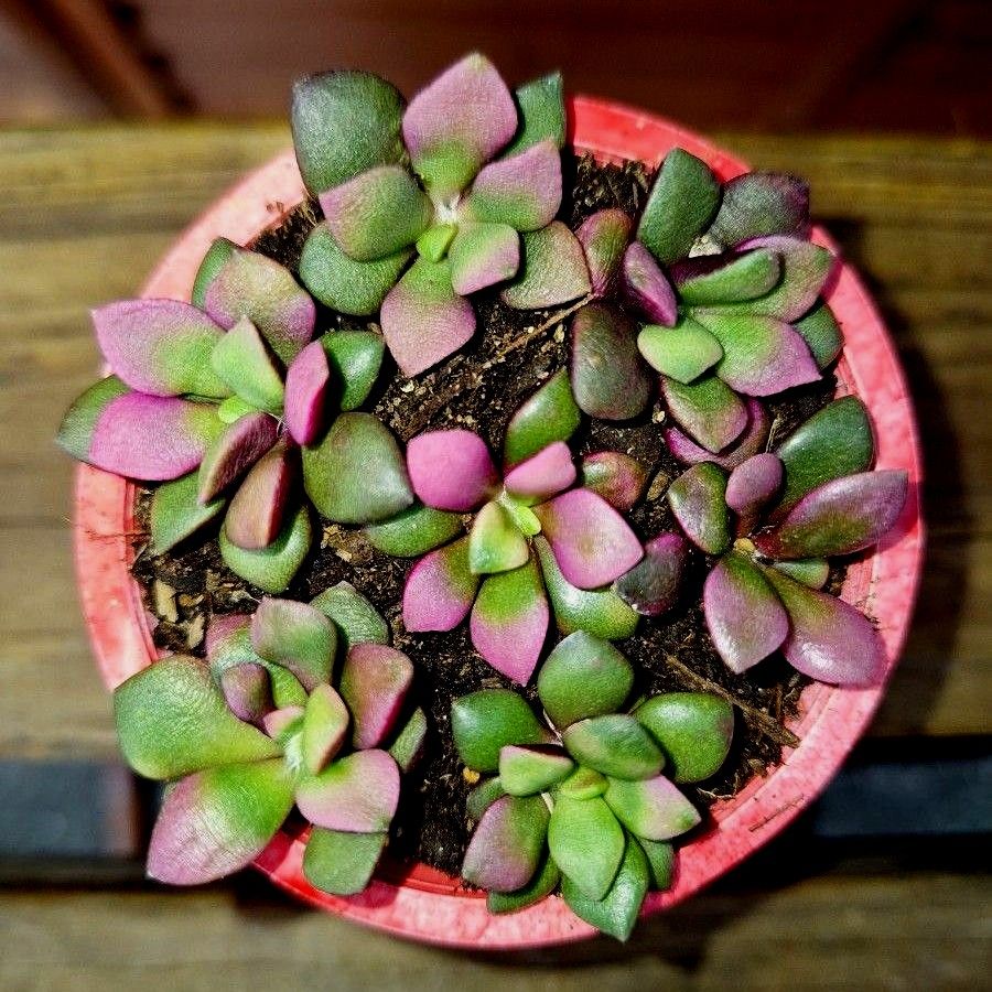 桜吹雪 多肉植物 アナカンプセロス 抜き苗 + カット苗|Yahoo 桜吹雪 多肉植物 アナカンプセロス 抜き苗 + カット苗|Yahoo