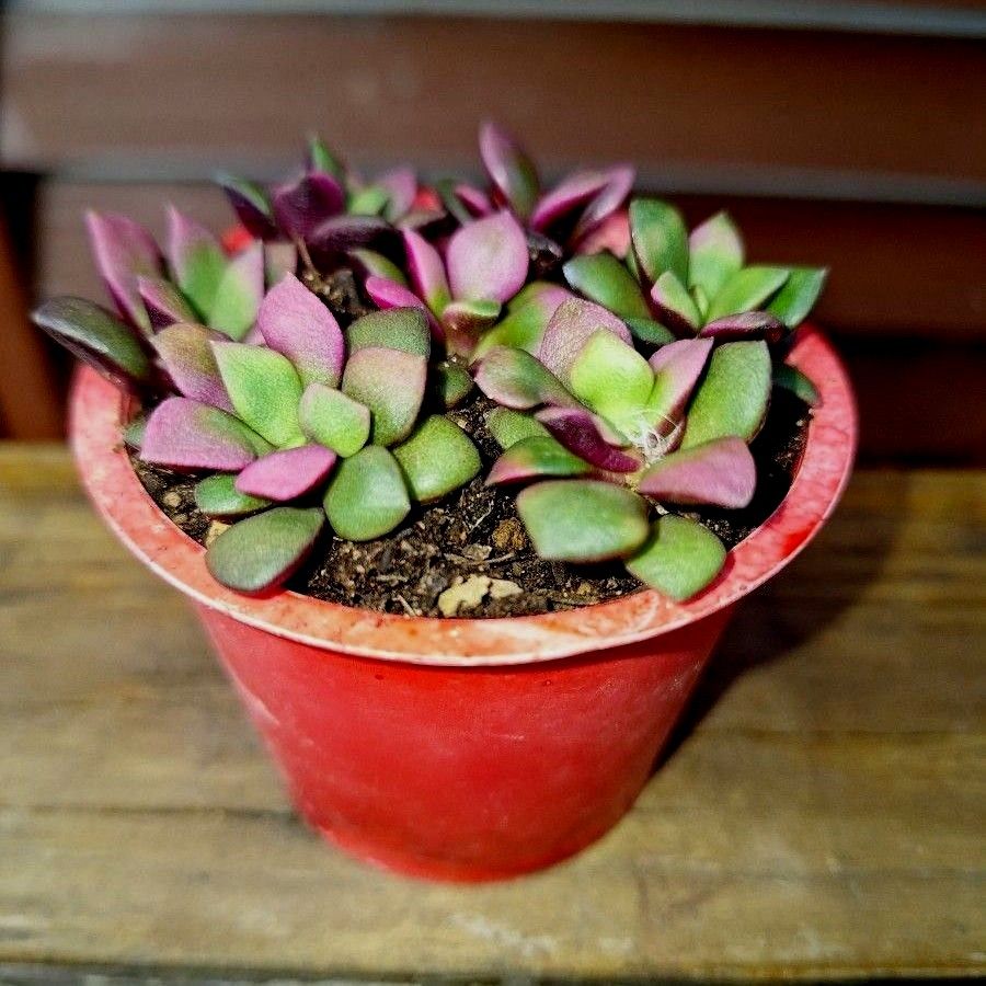 桜吹雪 多肉植物 アナカンプセロス 抜き苗 + カット苗|Yahoo 桜吹雪 多肉植物 アナカンプセロス 抜き苗 + カット苗|Yahoo