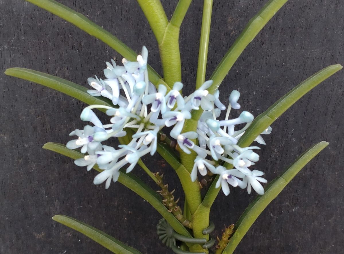 北軽ガーデン 熱帯植物 Cleisocentron gokusingii 洋ラン原種 北軽ガーデン 熱帯植物 Cleisocentron gokusingii 洋ラン原種