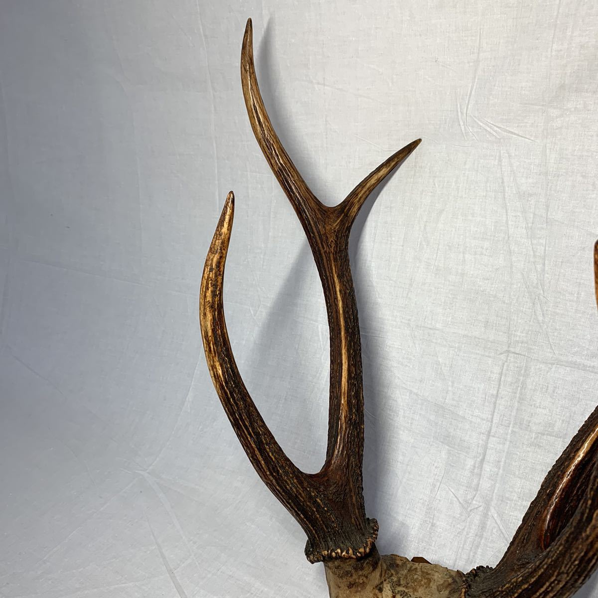 時代物　鹿の角　鹿角　刀掛け　刀置き　武具　（自立しません） 52×43×21.2cm 1.3kg_画像6