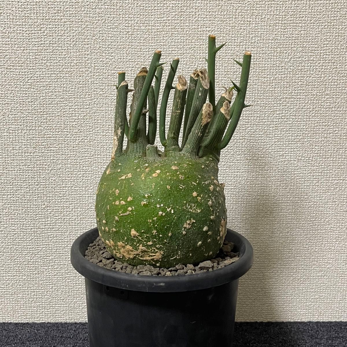 Adenia pseudoglobosa アデニア プセウドグロボーサ 発根済 塊根 Adenia pseudoglobosa アデニア プセウドグロボーサ 発根済 塊根