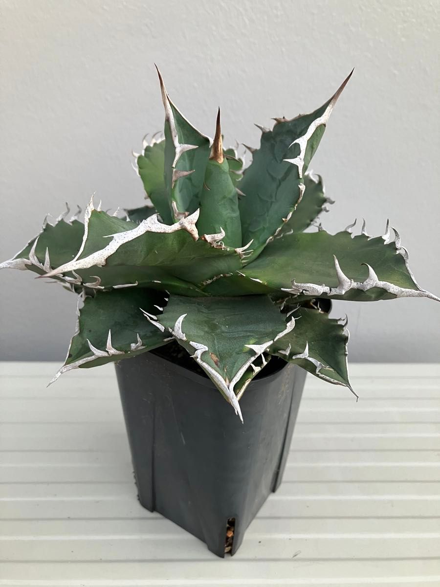 【現品】アガベ agave チタノタ 白鯨