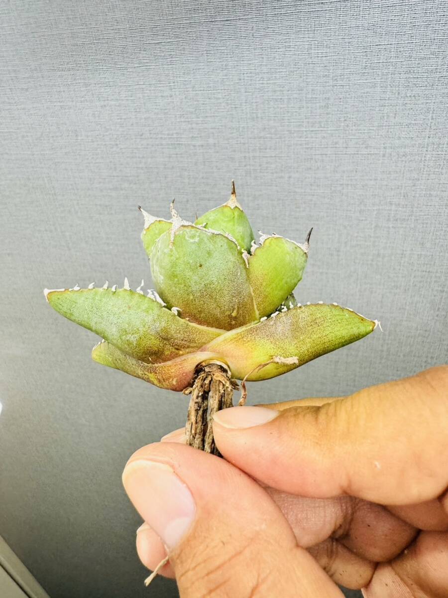 ever plants】Agave titanota 清櫻(子株付き) チタノタ ever plants】Agave titanota 清櫻(子株付き) チタノタ