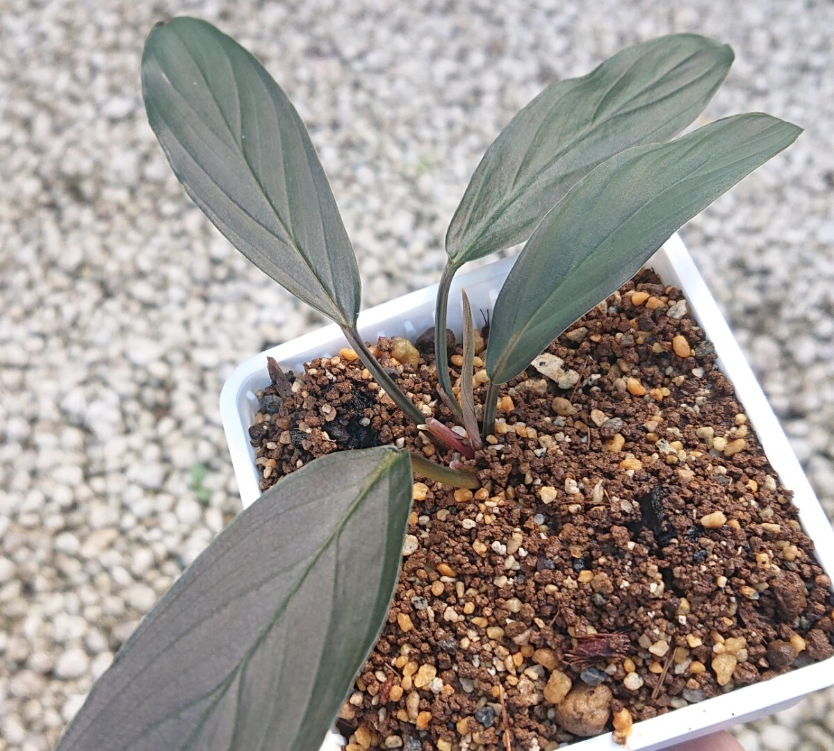 LA0518-02】ホマロメナ Homalomena sp.“濡烏” Riau あかる LA0518-02】ホマロメナ Homalomena sp.“濡烏” Riau あかる
