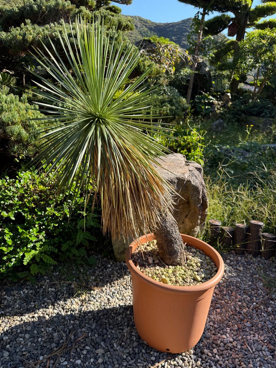 希少!ユッカ リネアリフォリア (Yucca linearifolia)リネア 希少!ユッカ リネアリフォリア (Yucca linearifolia)リネア