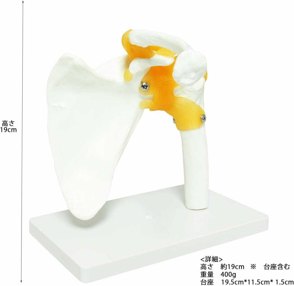  shoulder .. shoulder .... model model human body .. model specimen . obi medicine study for operation left shoulder pedestal fixation 