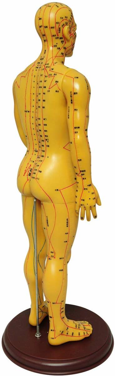 人体模型 ツボ 針灸 鍼灸経穴模型 経絡 モデル 整体 マッサージ 学習用 52.5cm 男性 ソフトビニール タイプ_画像4
